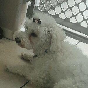 Meet your Posher, Jean